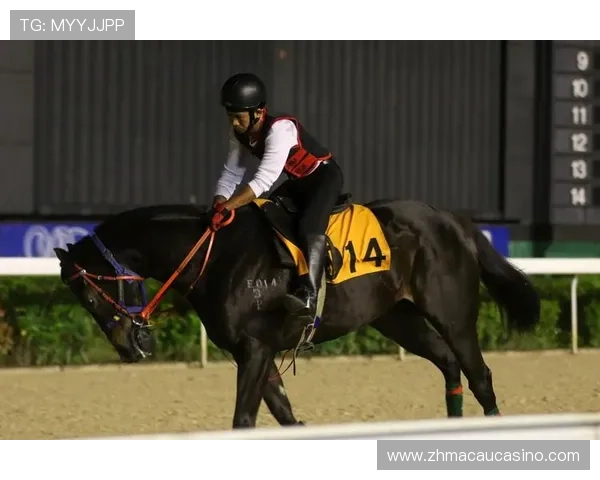 澳门赛马官网最新资讯,全面了解澳门赛马赛事安排与精彩瞬间